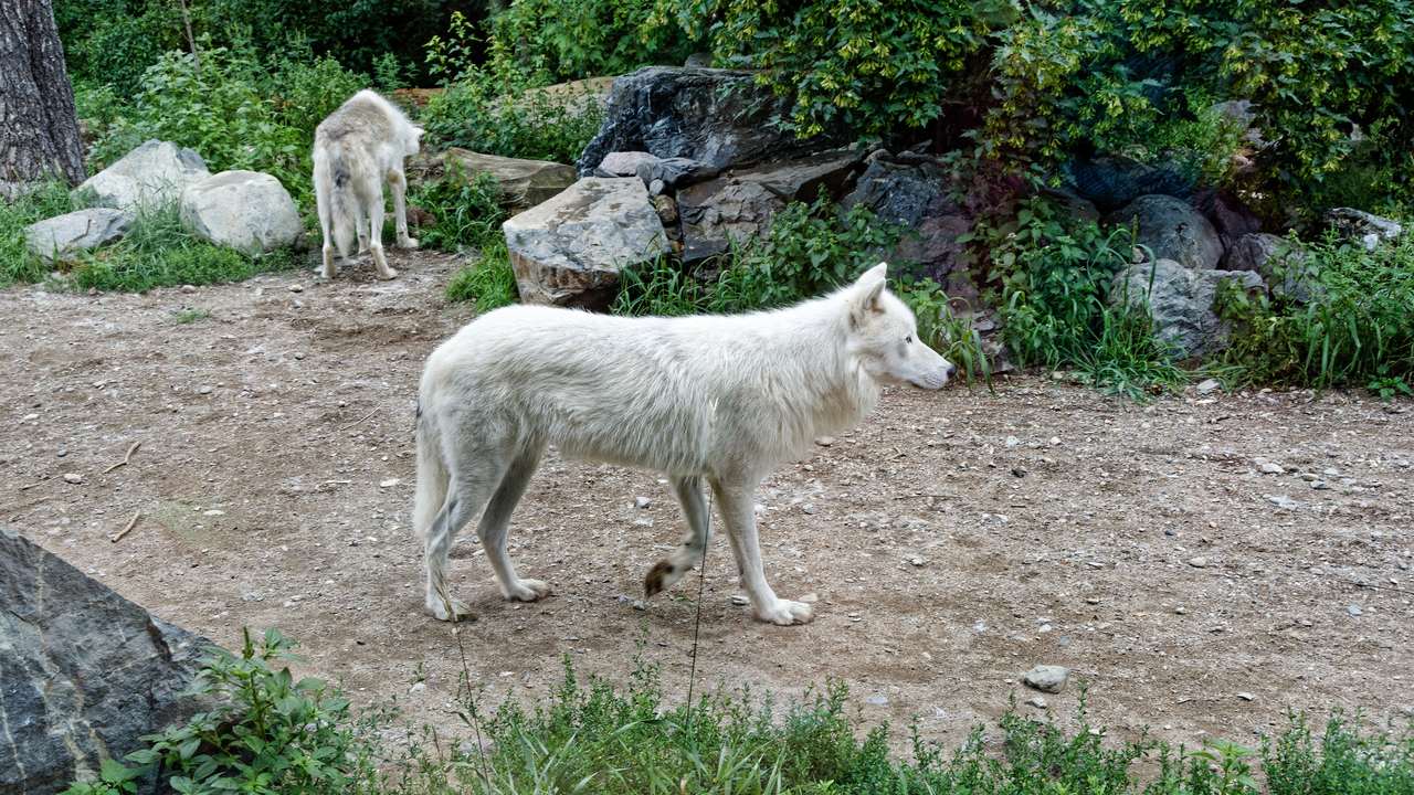 20190807-120650•International Wolf Center•Ely•Minnesota•USA